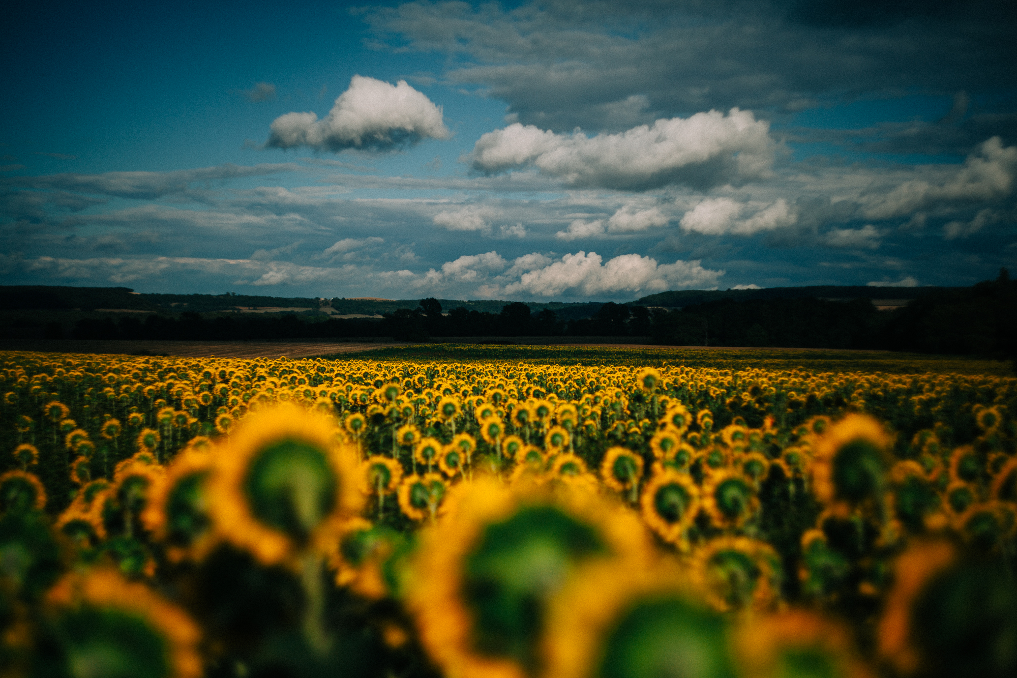sunflower field with rich blue sky