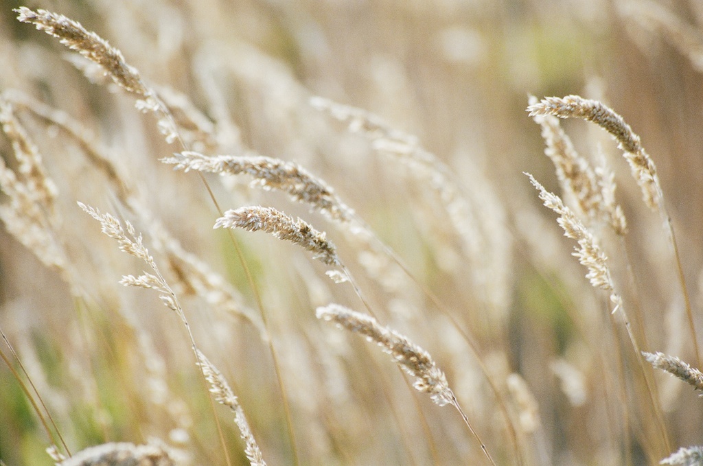 golden grains of grass
