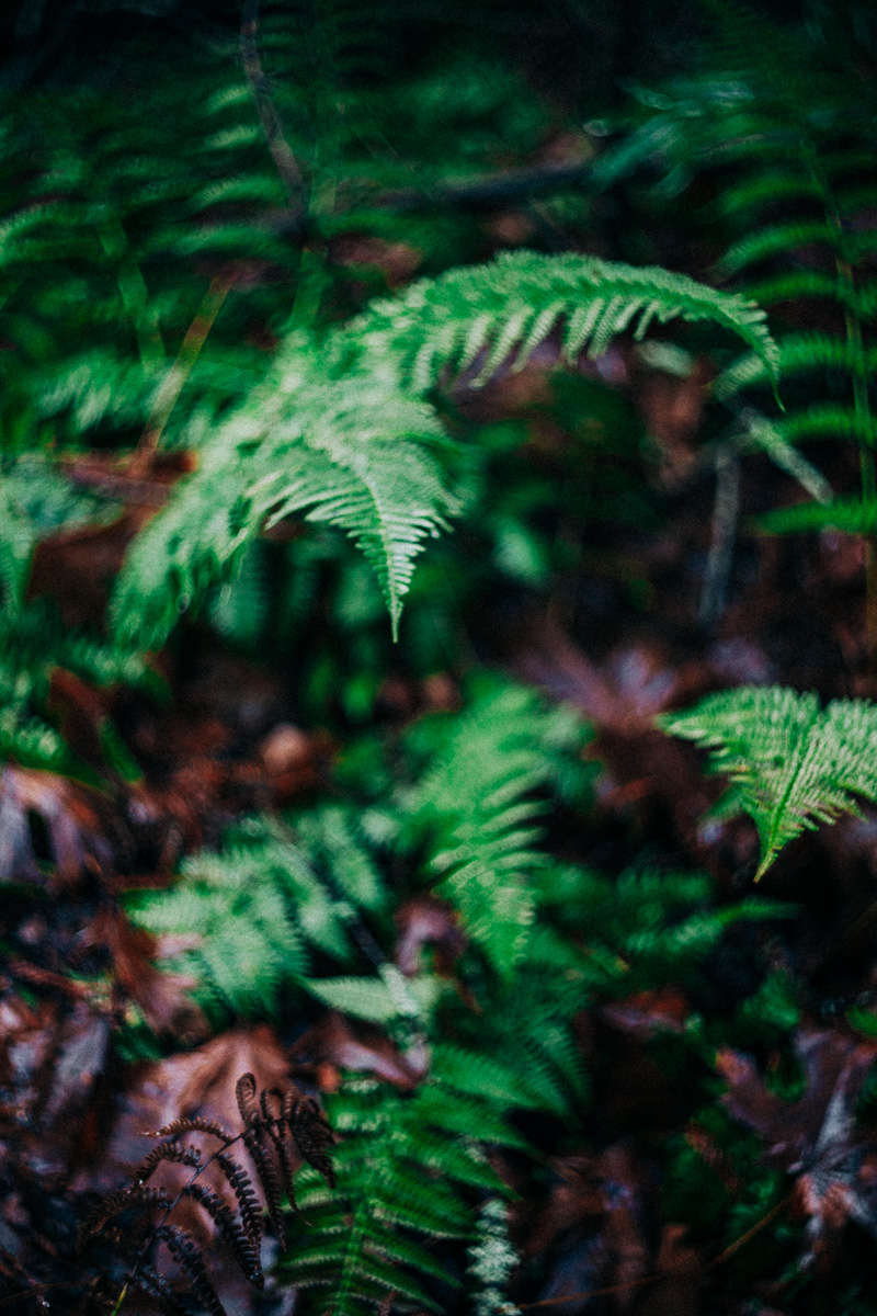 a closeup of a fern