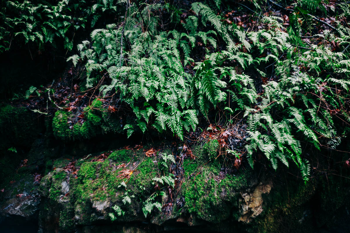 a grove of ferns
