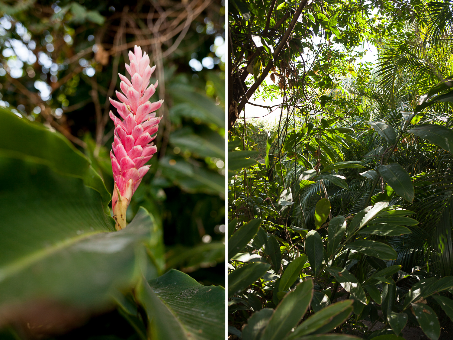 Lush tropical plants