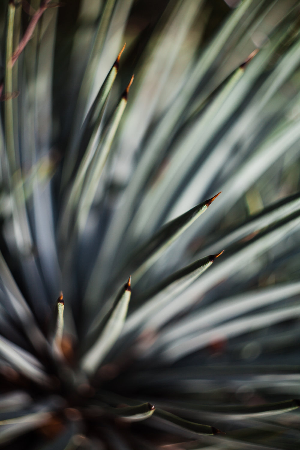 yucca plant in big sur