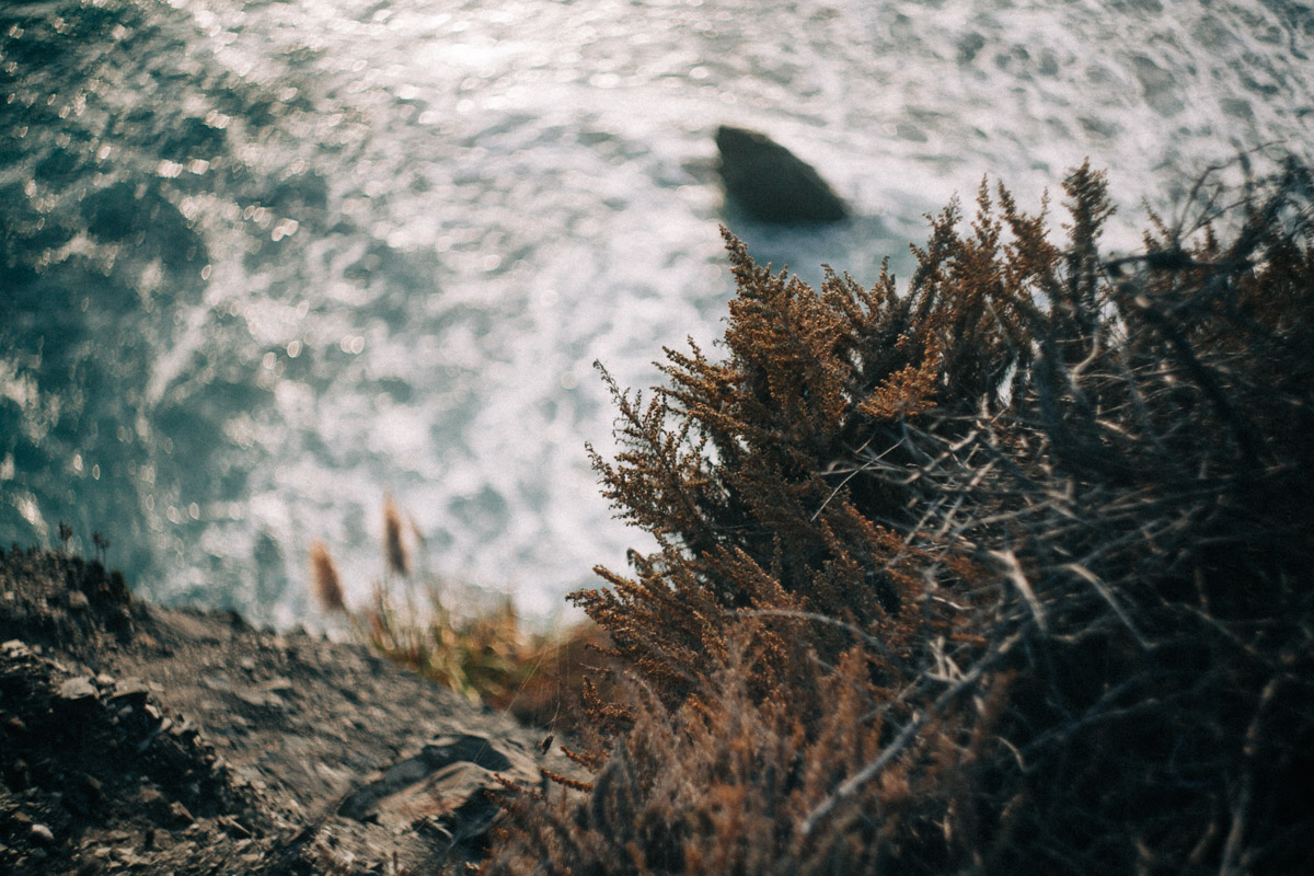 plants overlooking the ocean