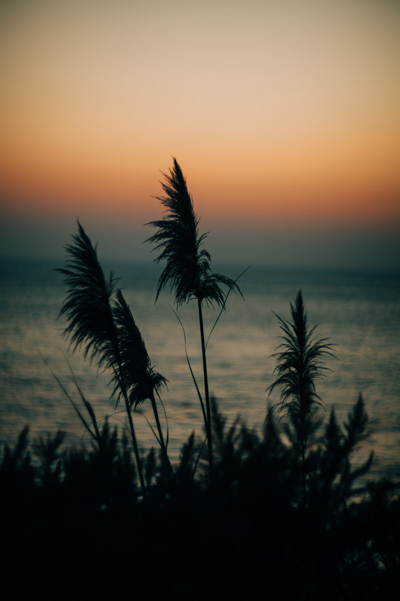 pampas grass at sunset