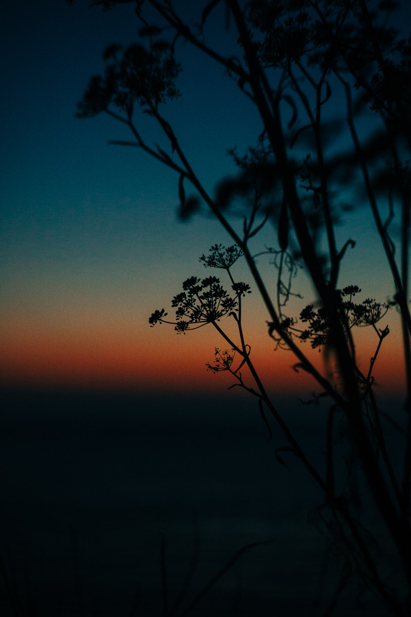 fennel plants at sunset