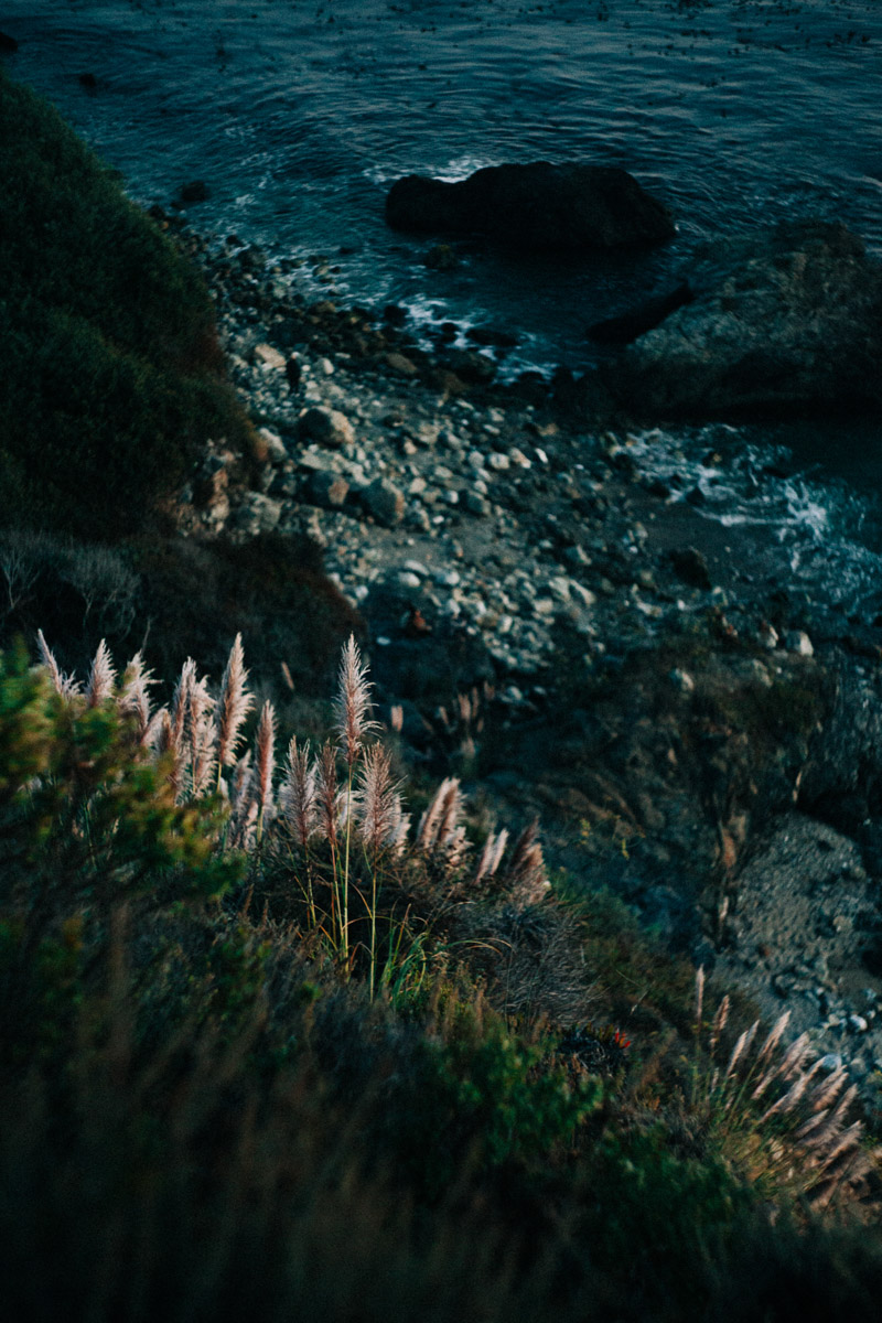 pampas grass on the cliffs ofBig Sur