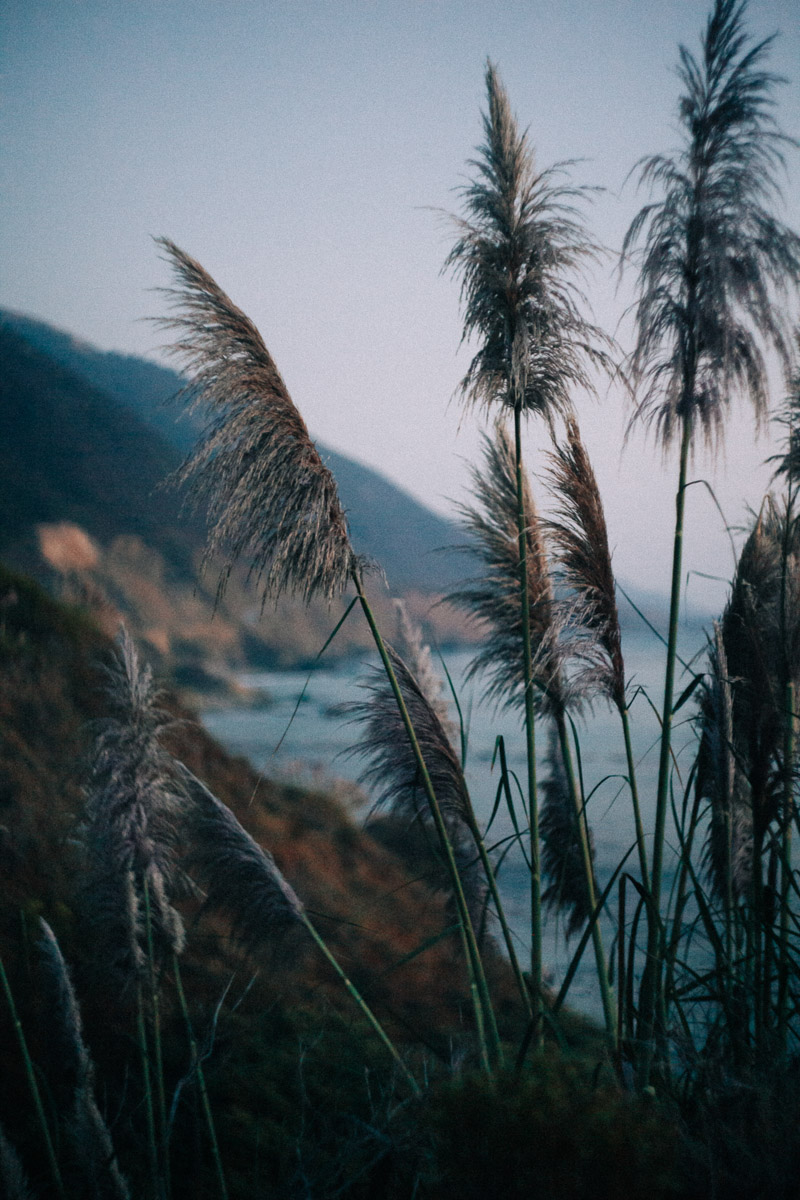 pampas grass on the coast