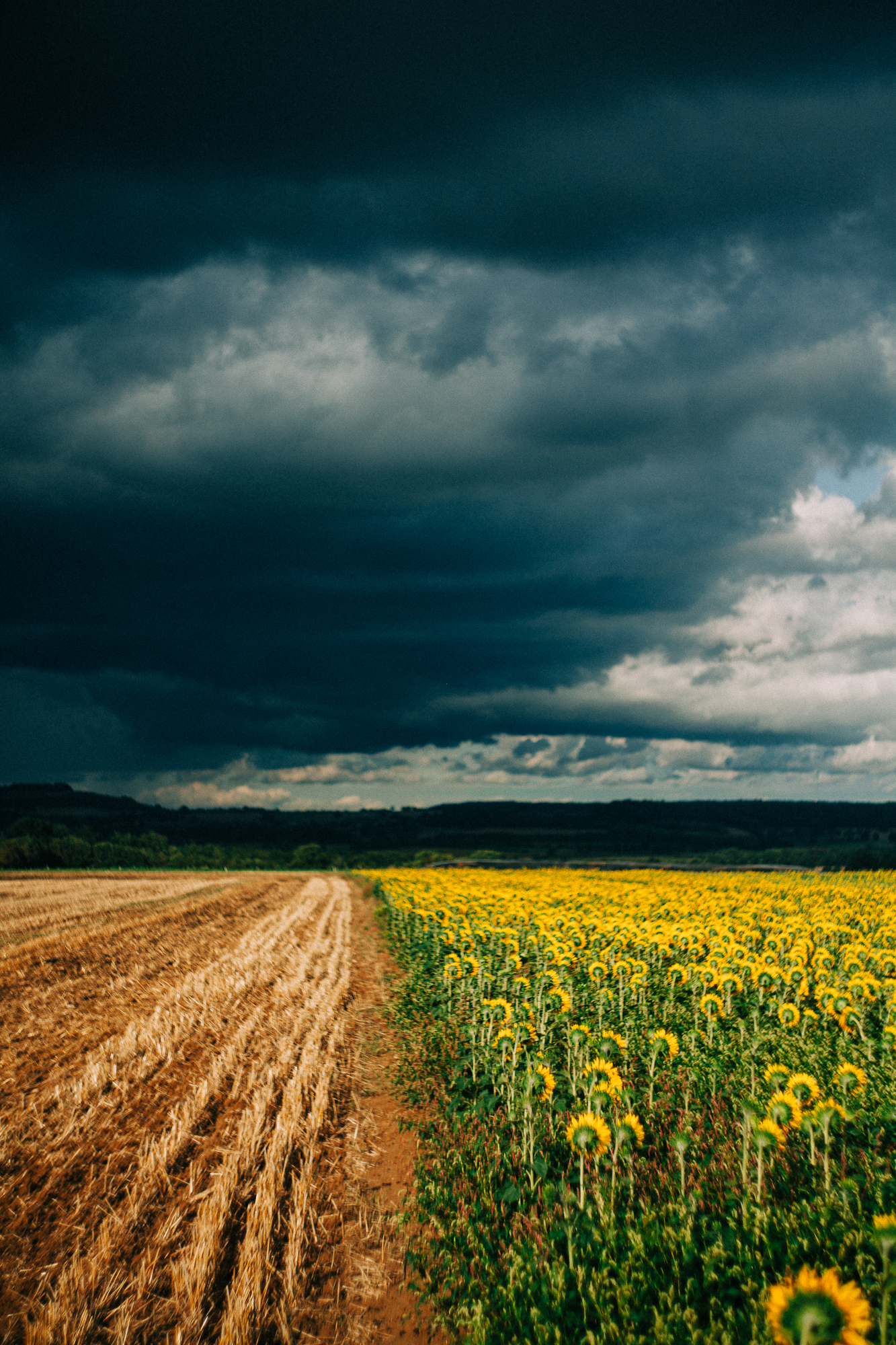 a storm approaching a field of sunflowers