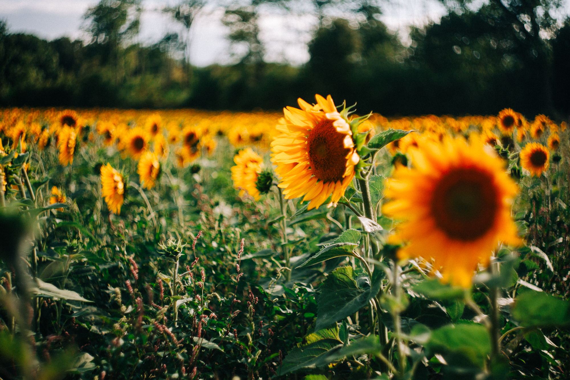 sunflowers