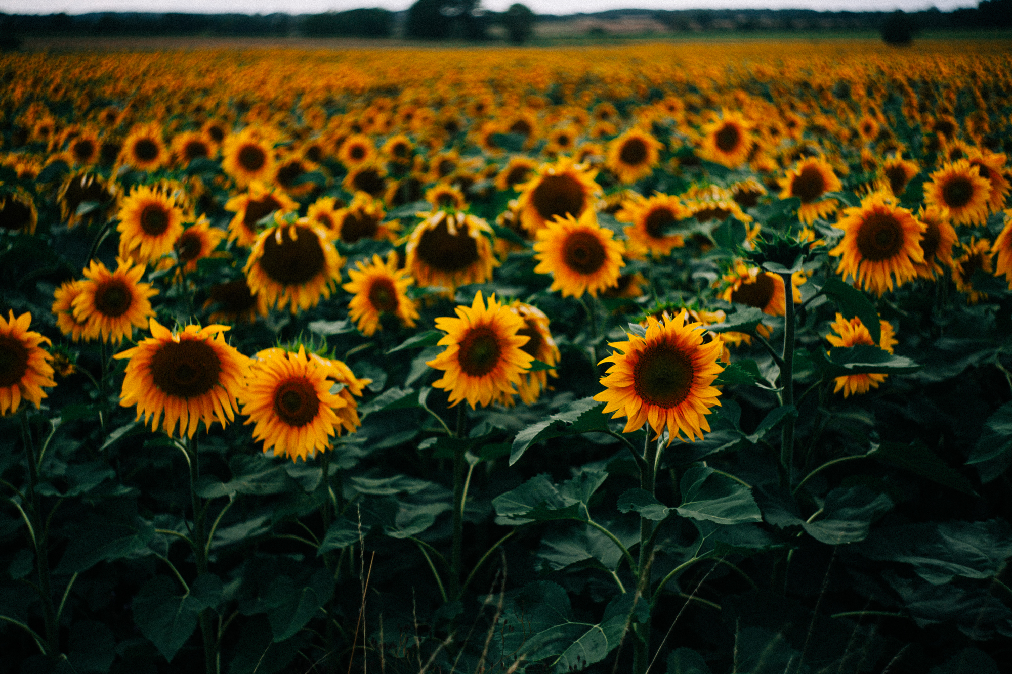 a field of sunflowers