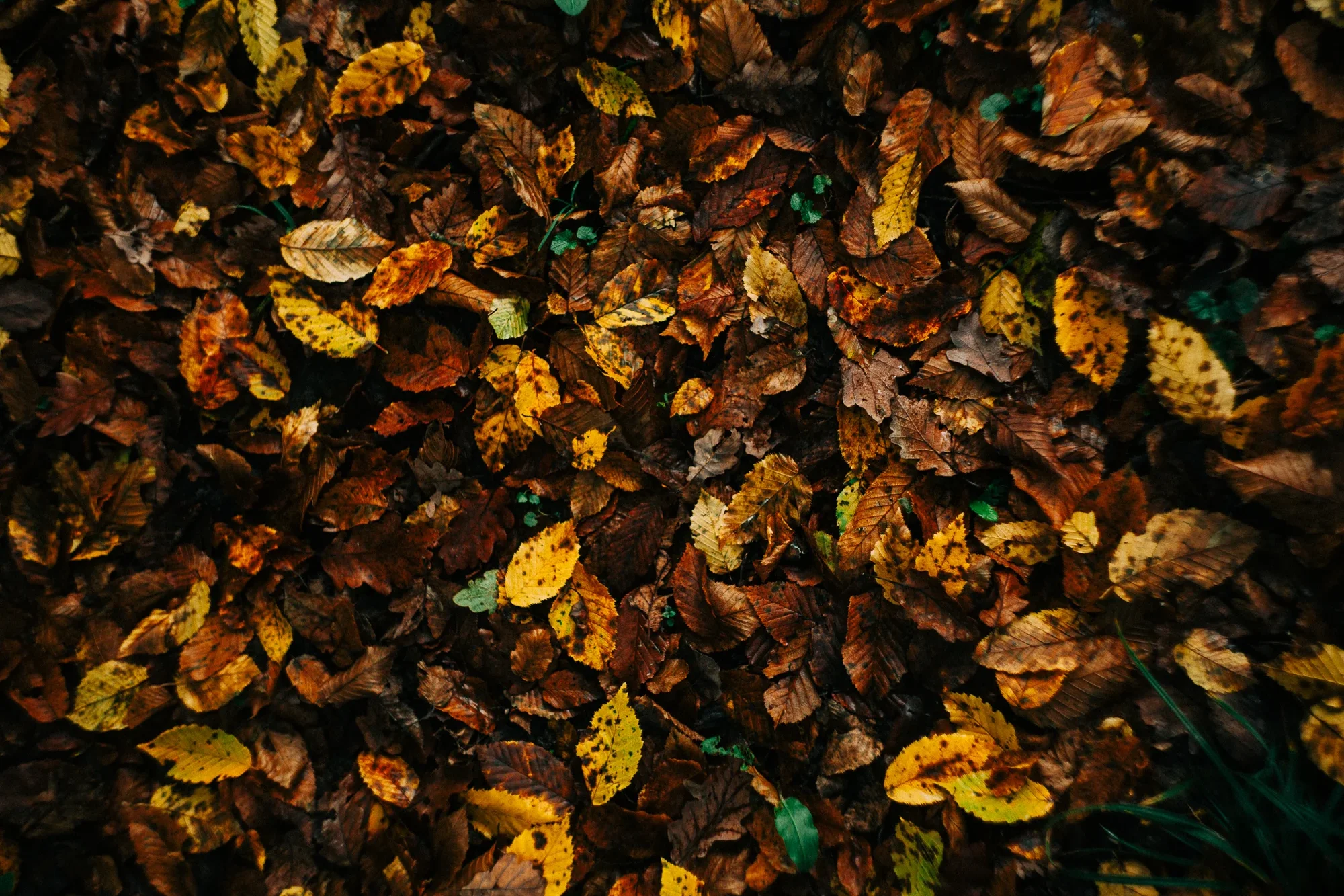 fallen leaves of autumn