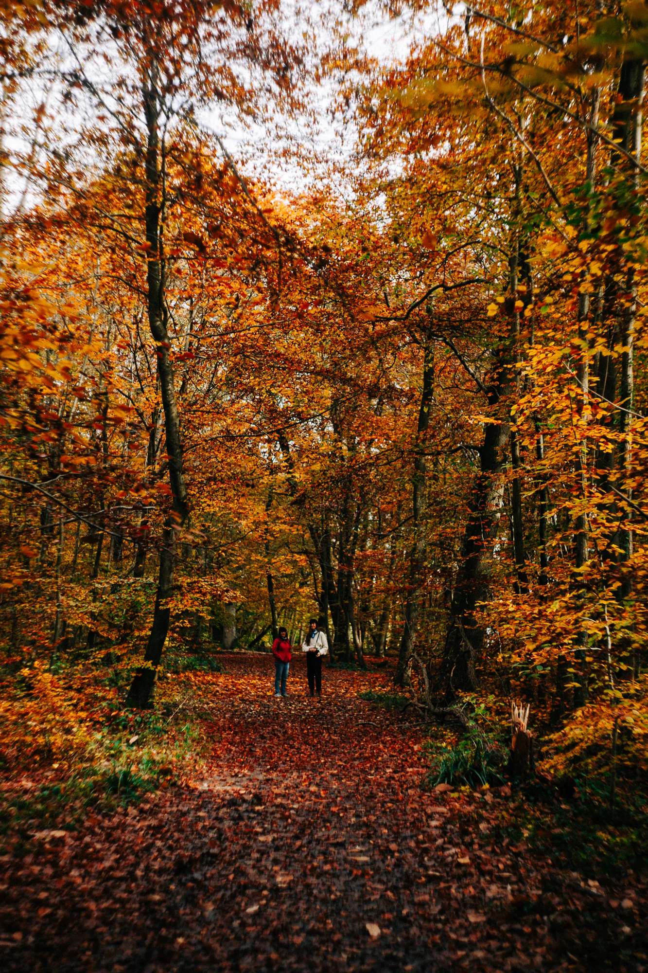 orange leaves of fall