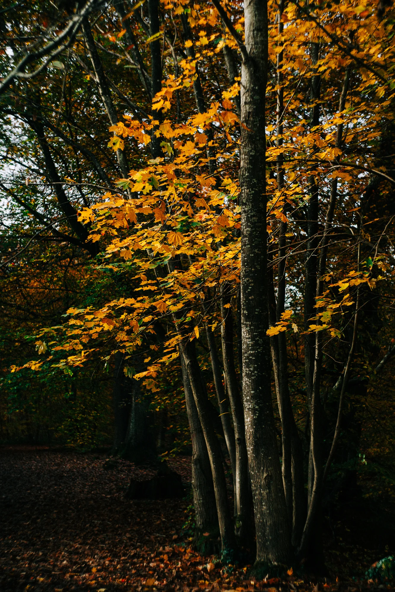 a vibrant yellow tree in fall