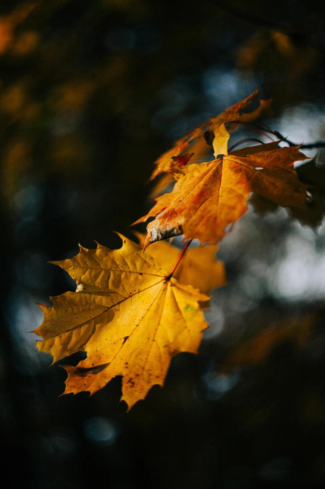 leaves turning golden