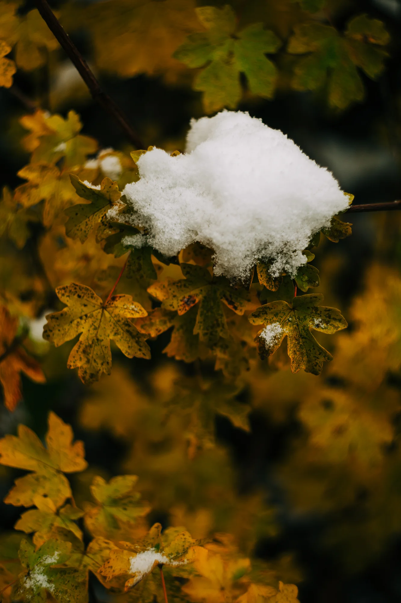 fresh snow on some yellowed leaves