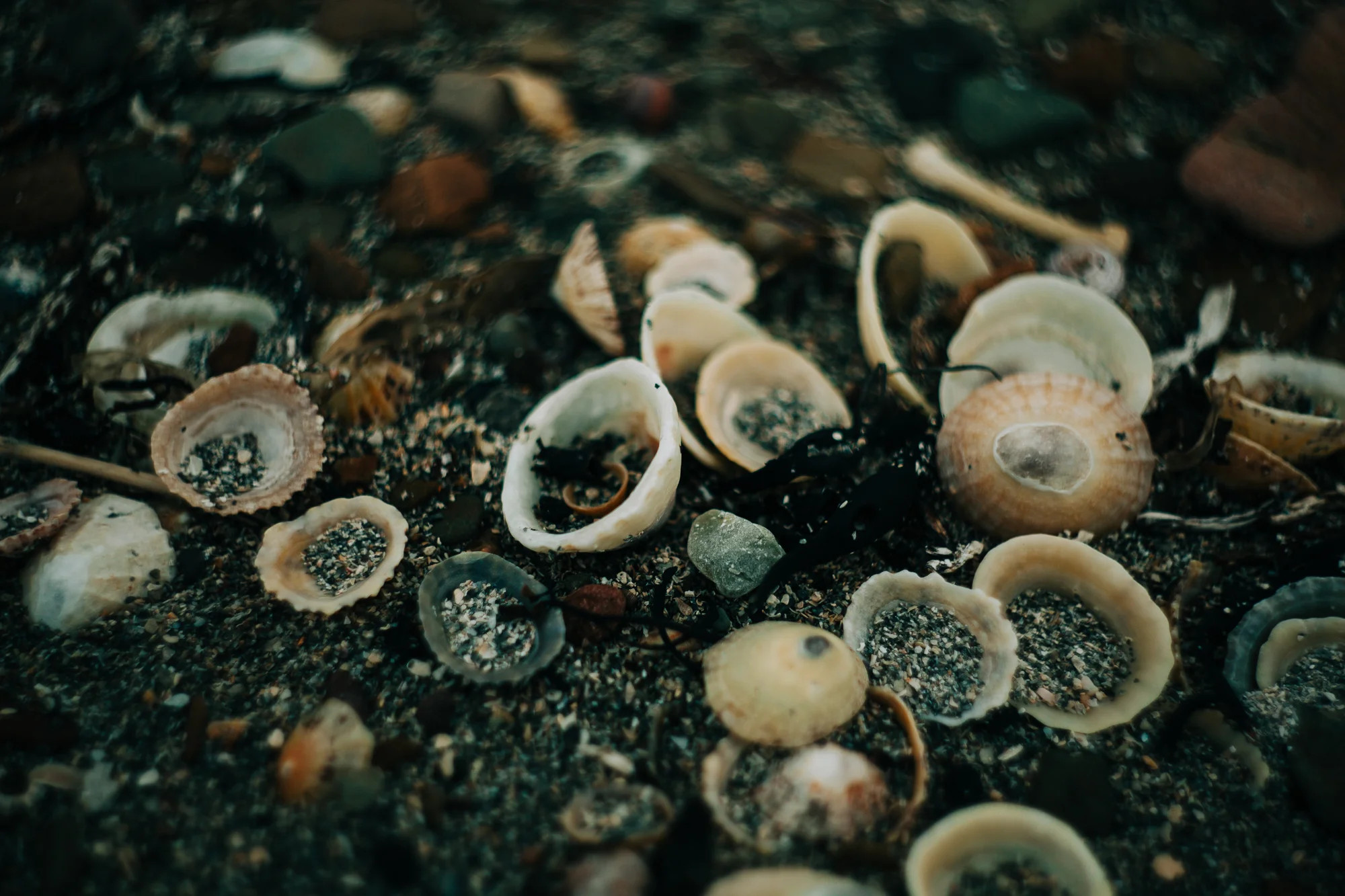 shells on a beach