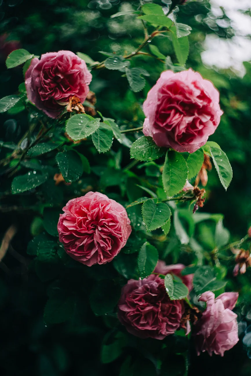 a pink rose