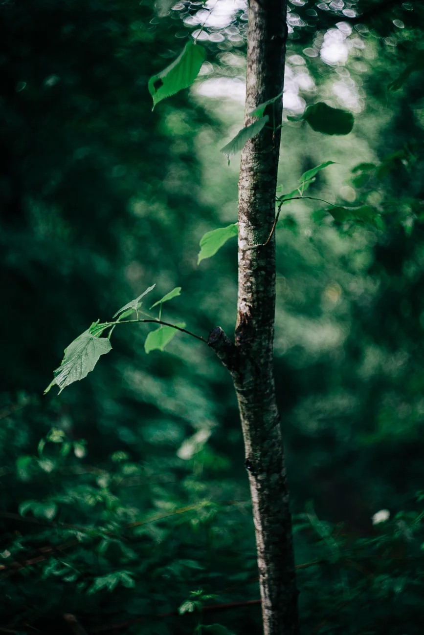 the leaf of a tree