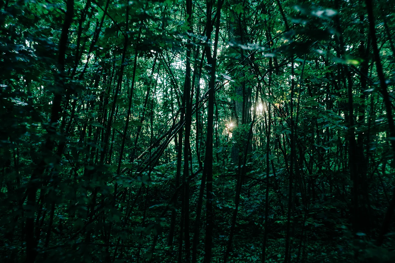 a forest at sunset