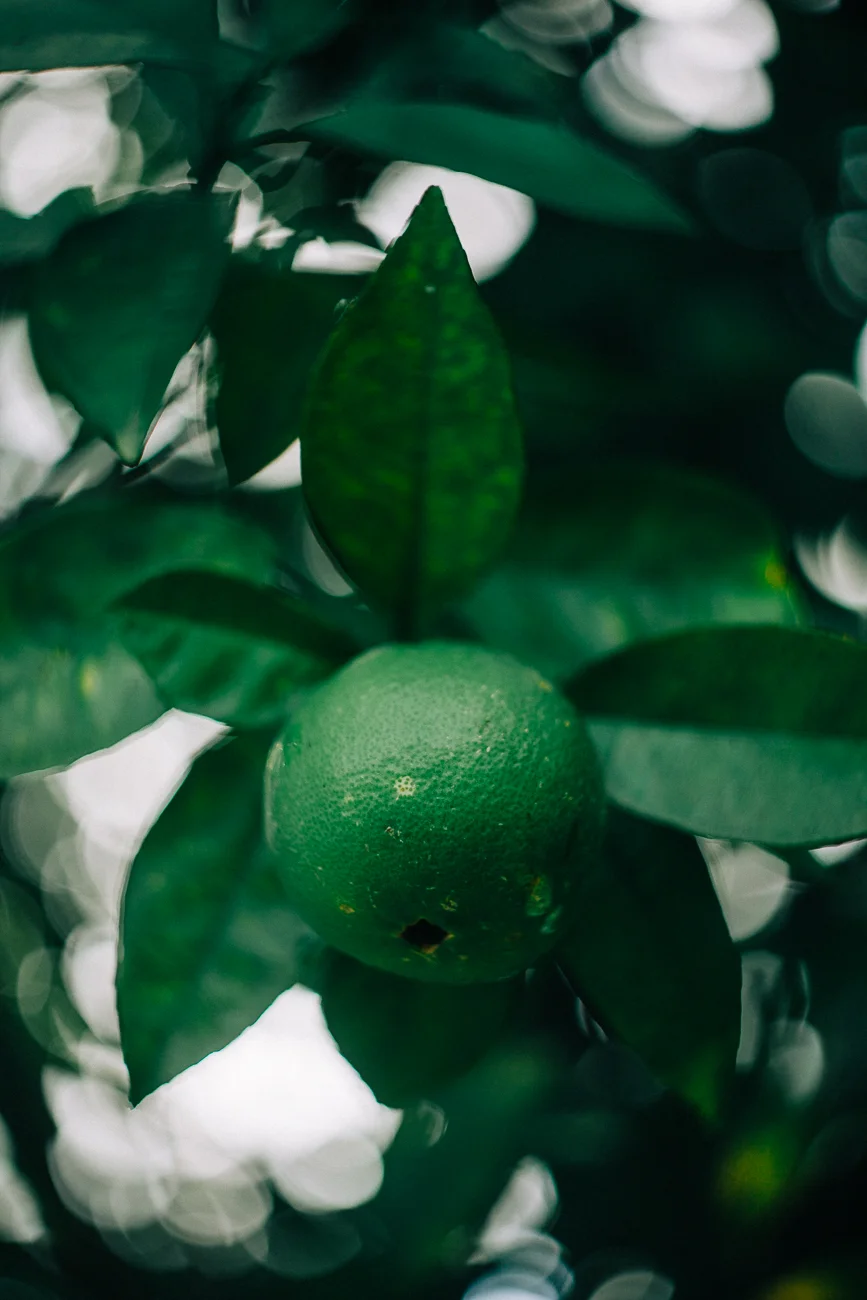 a green lemon in a tree