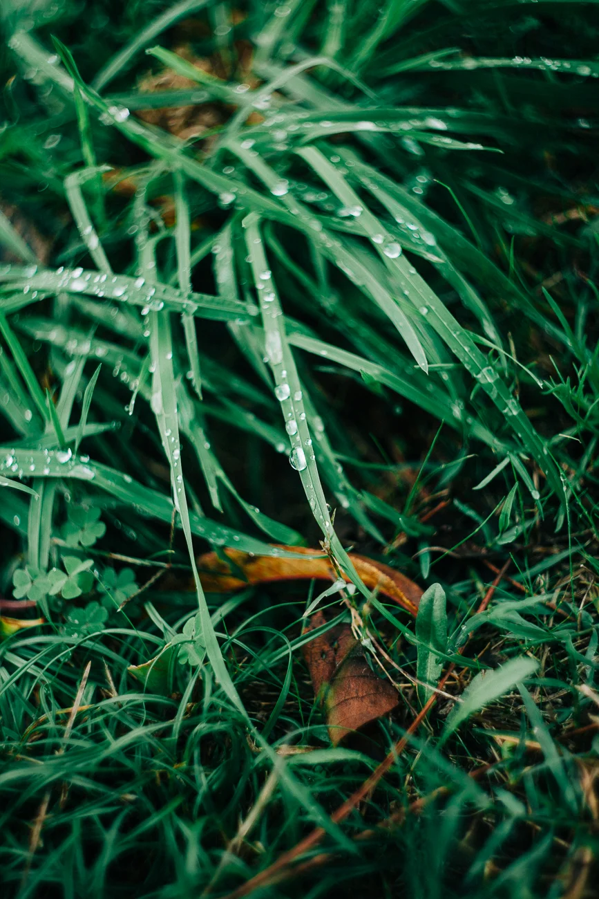 raindrops on grass