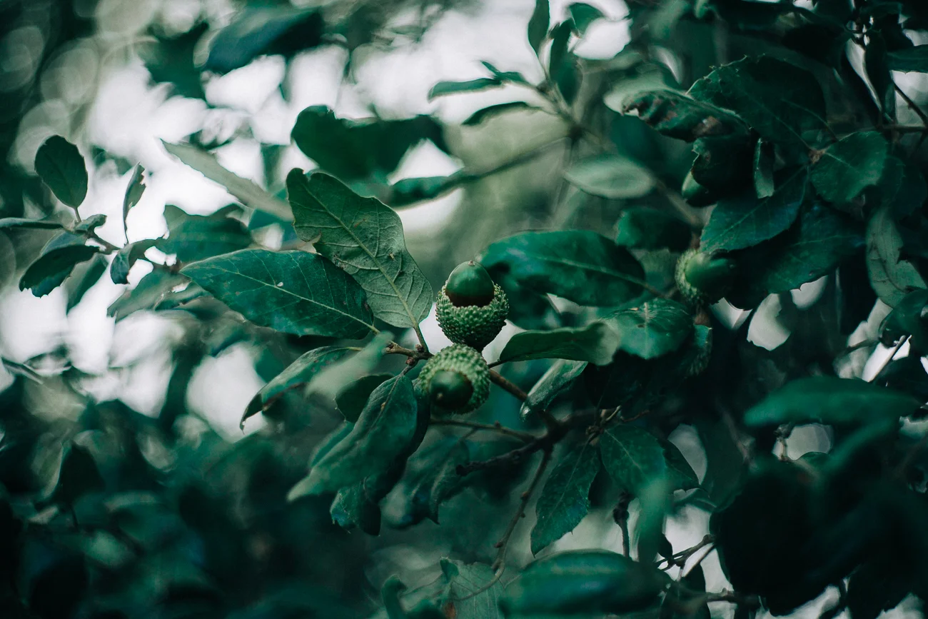 acorns in a tree