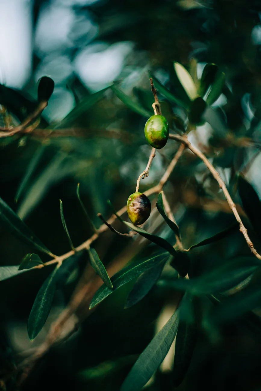 green olvies in a tree