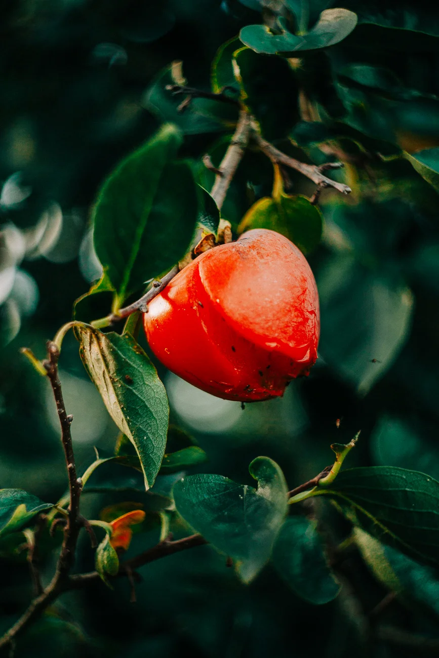 a very ripe persimmon