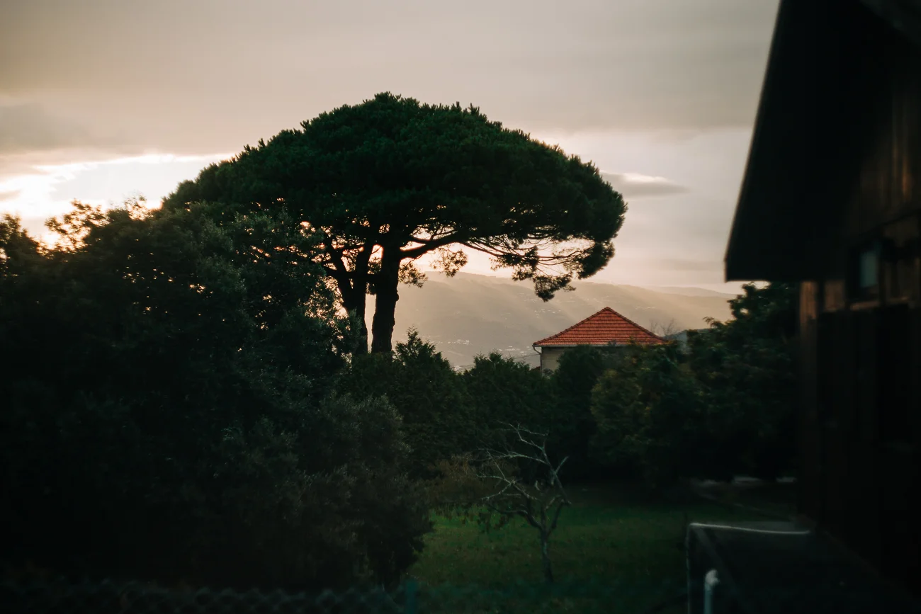 sunrise behind a tree