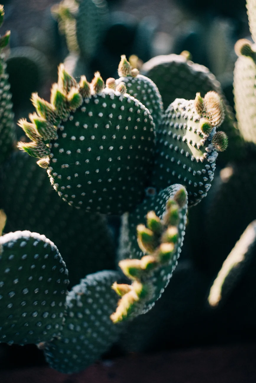 a green spotted cactus