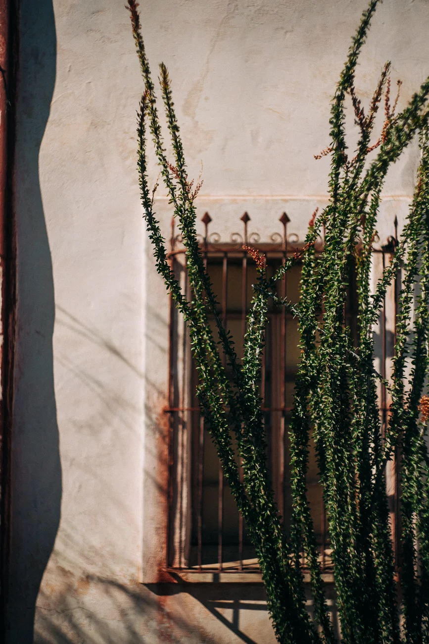 plant outside of San Xavier