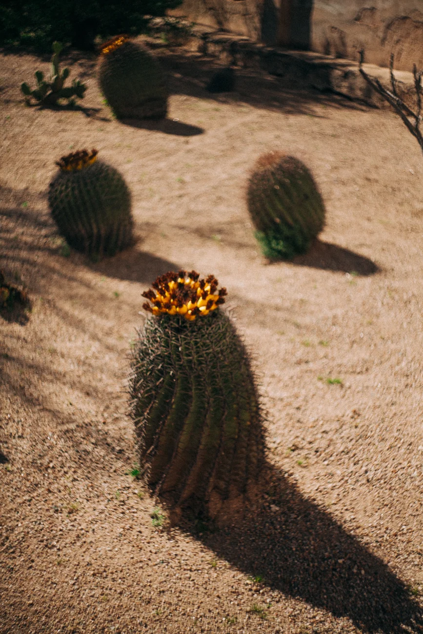 blooming cactus