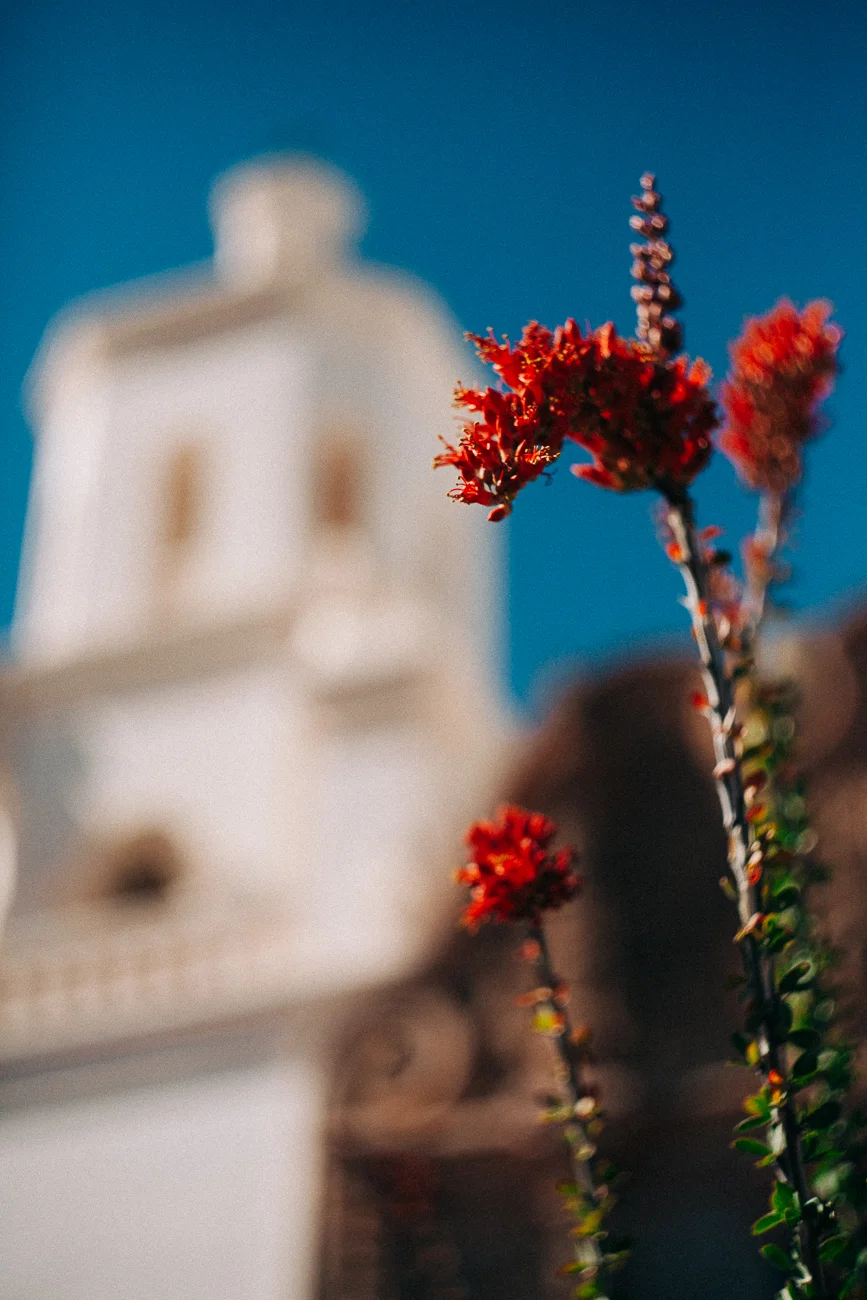 red plant outside of San Xavier