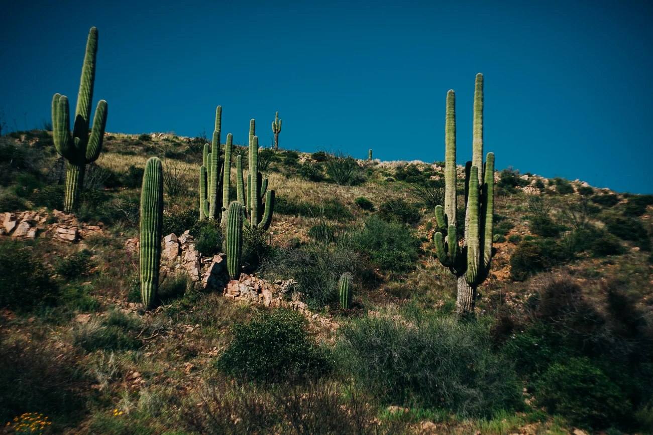 group of saguaro cactus plants