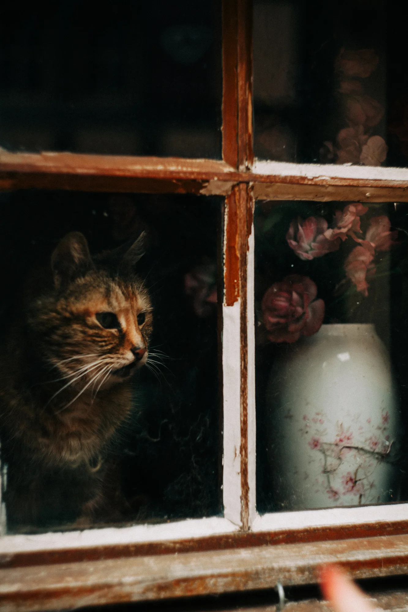 a cat in a window