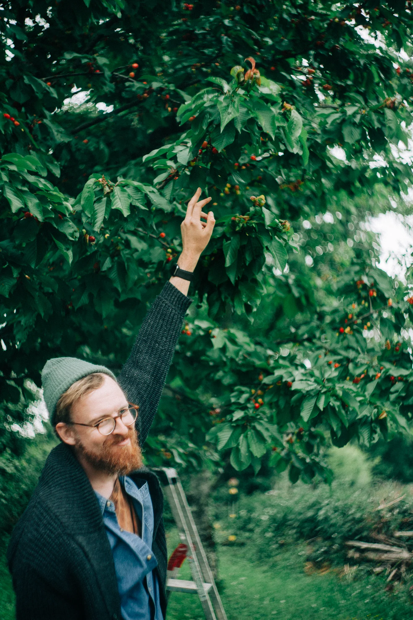 a bearded man picking cherries