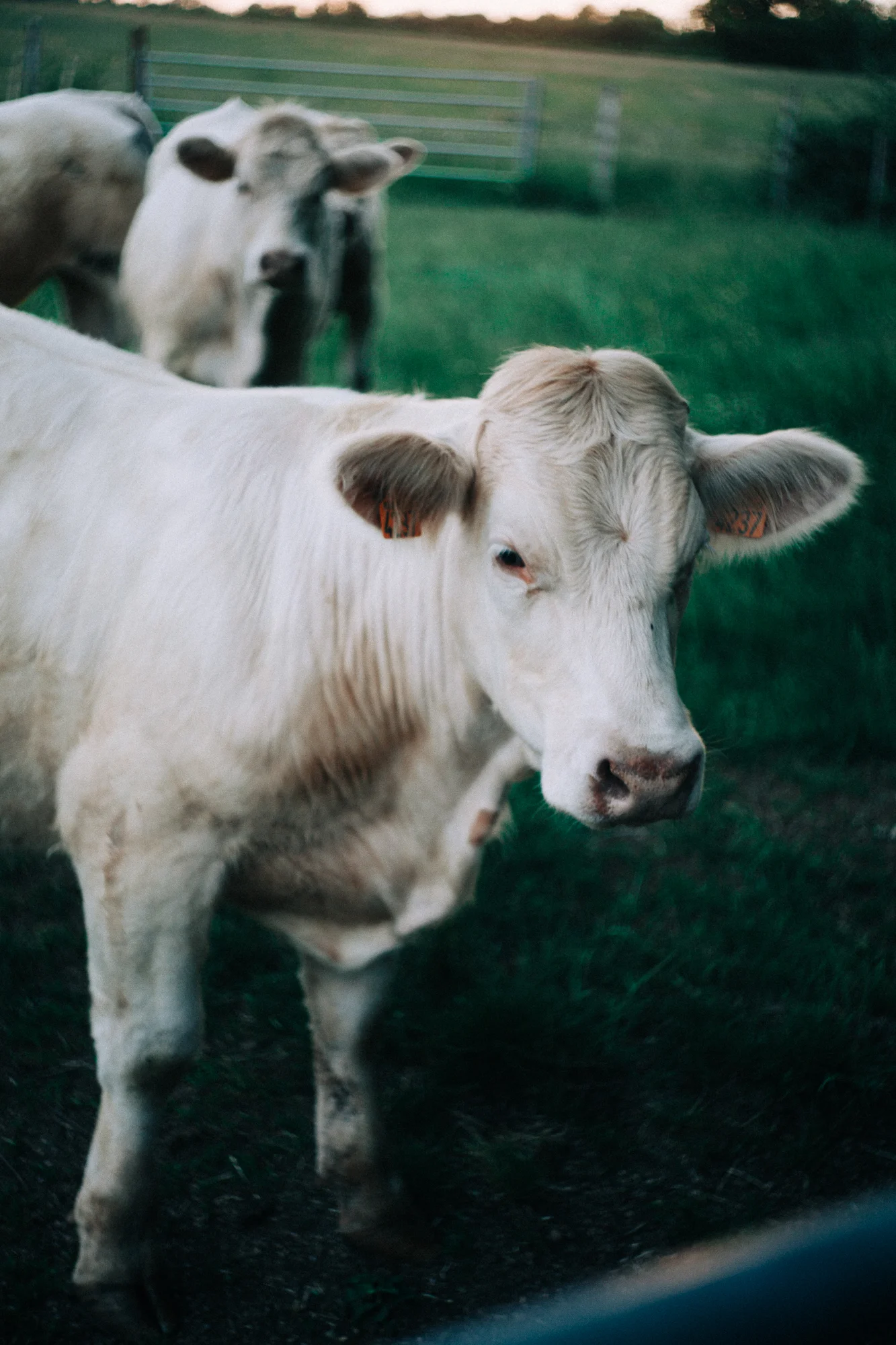 a Charolais cow