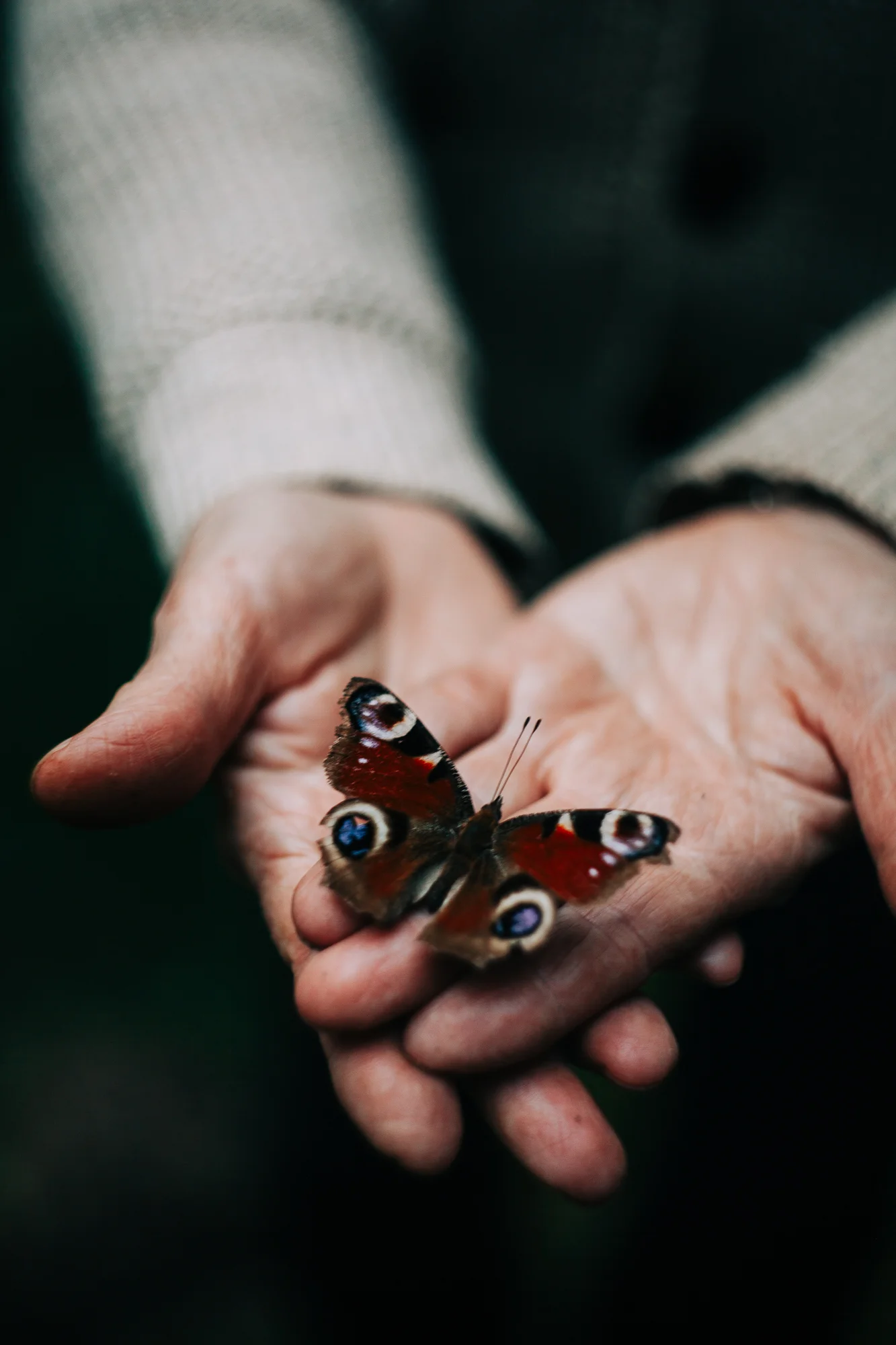 butterfly on a persons hand
