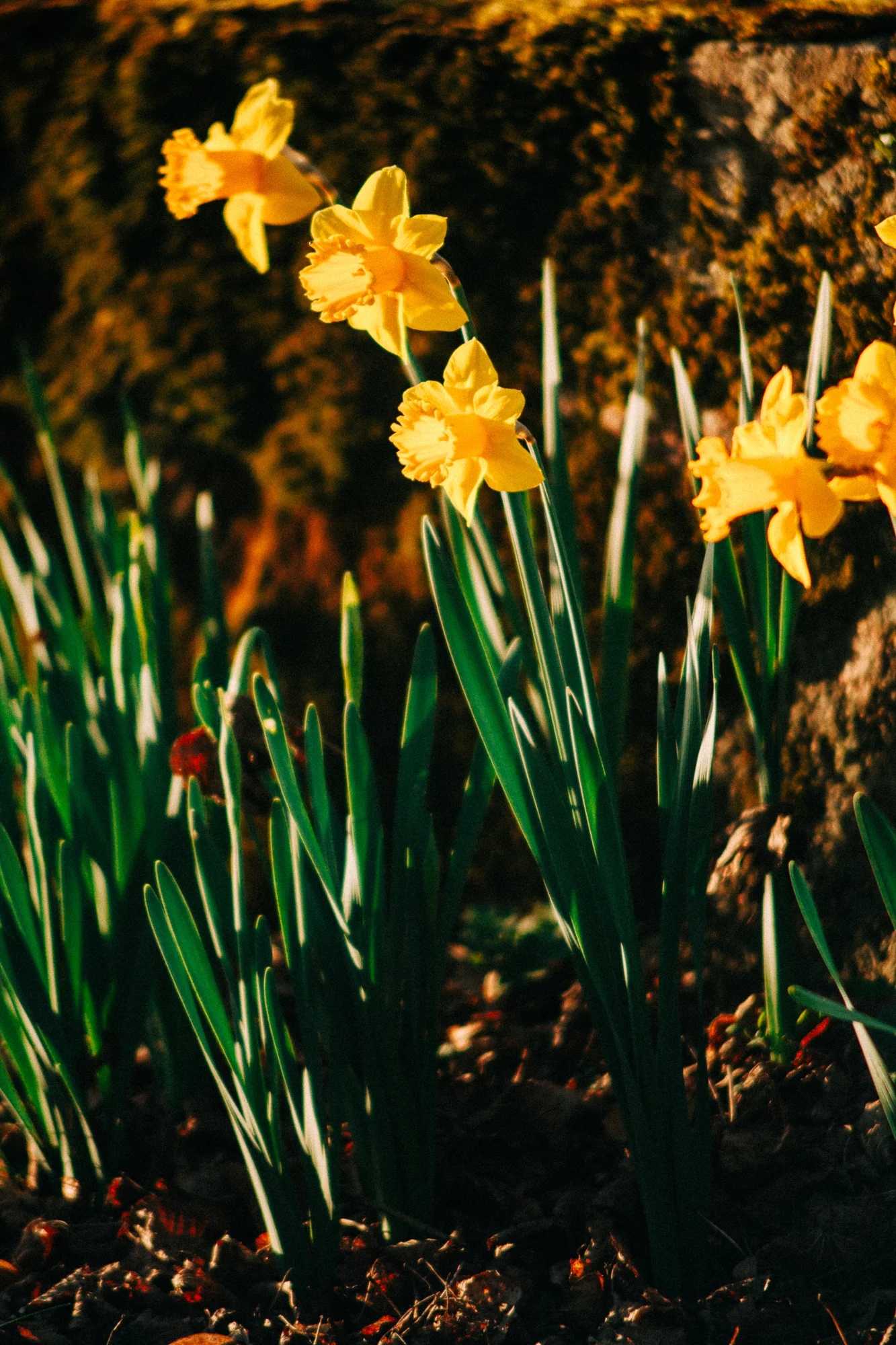 daffodils at sunset