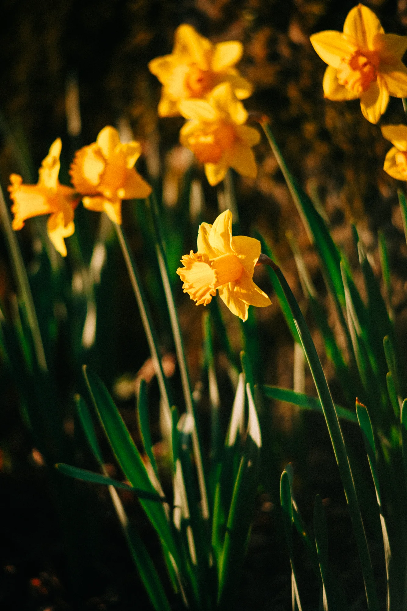 daffodils growing in a cluster