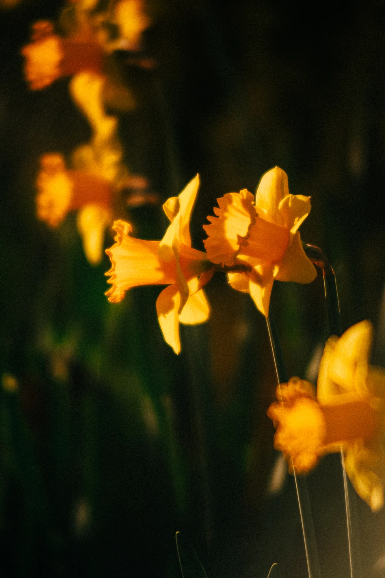 close up of daffodils