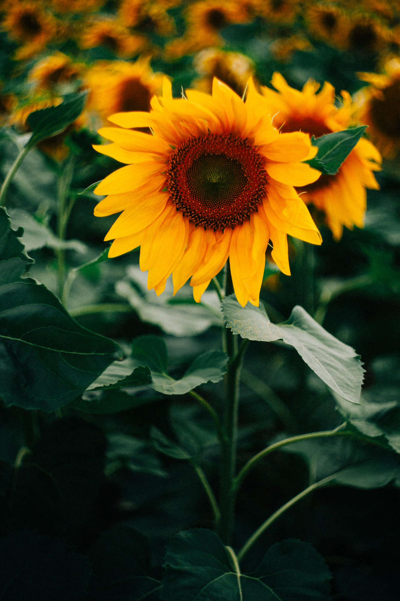 a big sunflower