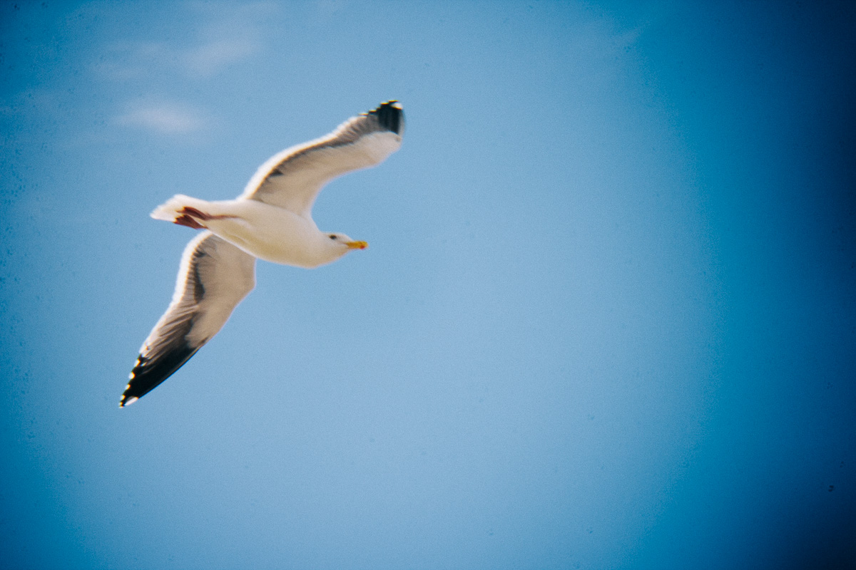 a seagull in the air