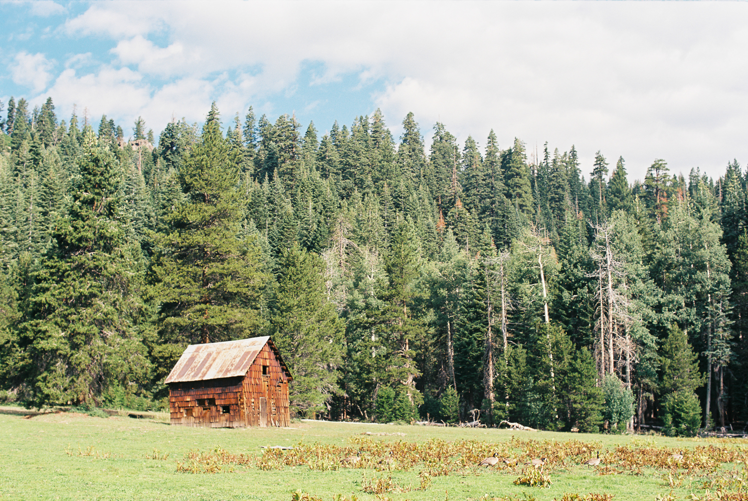 a cabin in a meadow